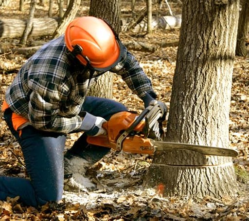 Tree Removal in Rowe, VA